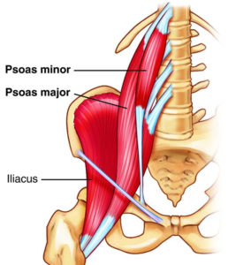 psoas muscles - how they attach to the hip